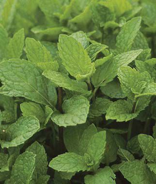 Herb, Mint Kentucky  Colonel - Plants Seeds