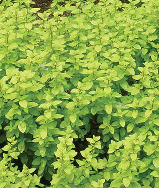 Herb, Oregano, Golden - Plants Seeds