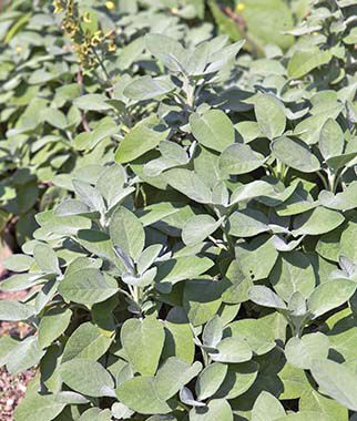 Herb, Sage, Berggarten - Plants Seeds