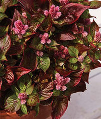 Celosia, Sol Gekko Green - Plants Seeds