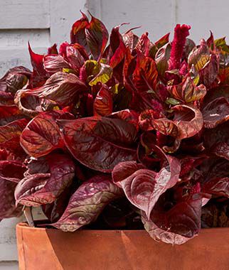 Celosia Sol Lizzard Leaf