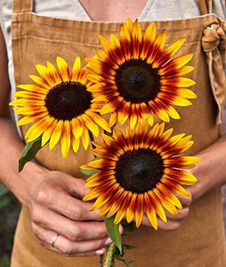 Sunflower, Tiger Eye Hybrid - Plants Seeds