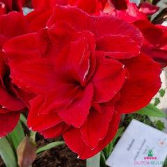 Amaryllis (Hippeastrum) Amarantia Blooms Species Growing Bonsai Bulbs Roots Rhizomes Corms Tubers Potted Planting Reblooming Fragrant Garden Flower Seeds Plant  Size 12-16cm