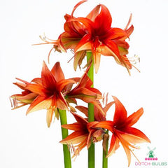 Amaryllis (Hippeastrum) Bogota Blooms Species Growing Bonsai Bulbs Roots Rhizomes Corms Tubers Potted Planting Reblooming Fragrant Garden Flower Seeds Plant  Size 12-16cm