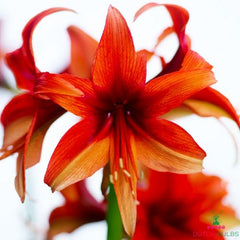 Amaryllis (Hippeastrum) Bogota Blooms Species Growing Bonsai Bulbs Roots Rhizomes Corms Tubers Potted Planting Reblooming Fragrant Garden Flower Seeds Plant  Size 12-16cm