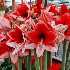 Amaryllis (Hippeastrum) Charisma Blooms Species Growing Bonsai Bulbs Roots Rhizomes Corms Tubers Potted Planting Reblooming Fragrant Garden Flower Seeds Plant  Size 12-16cm