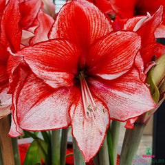 Amaryllis (Hippeastrum) Charisma Blooms Species Growing Bonsai Bulbs Roots Rhizomes Corms Tubers Potted Planting Reblooming Fragrant Garden Flower Seeds Plant  Size 12-16cm