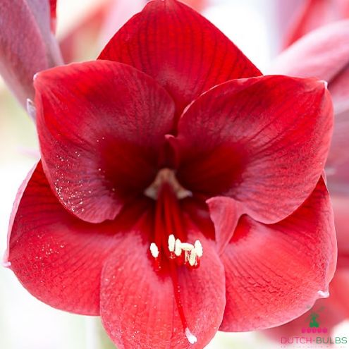 Amaryllis (Hippeastrum) Grand Diva Blooms Species Growing Bonsai Bulbs Roots Rhizomes Corms Tubers Potted Planting Reblooming Fragrant Garden Flower Seeds Plant  Size 12-16cm