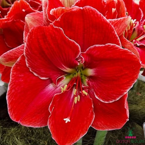 Amaryllis (Hippeastrum) Magical Touch Blooms Species Growing Bonsai Bulbs Roots Rhizomes Corms Tubers Potted Planting Reblooming Fragrant Garden Flower Seeds Plant  Size 12-16cm