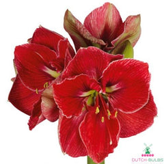 Amaryllis (Hippeastrum) Magical Touch Blooms Species Growing Bonsai Bulbs Roots Rhizomes Corms Tubers Potted Planting Reblooming Fragrant Garden Flower Seeds Plant  Size 12-16cm