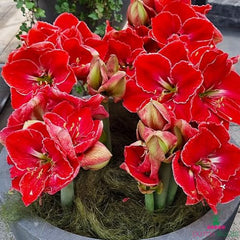 Amaryllis (Hippeastrum) Magical Touch Blooms Species Growing Bonsai Bulbs Roots Rhizomes Corms Tubers Potted Planting Reblooming Fragrant Garden Flower Seeds Plant  Size 12-16cm