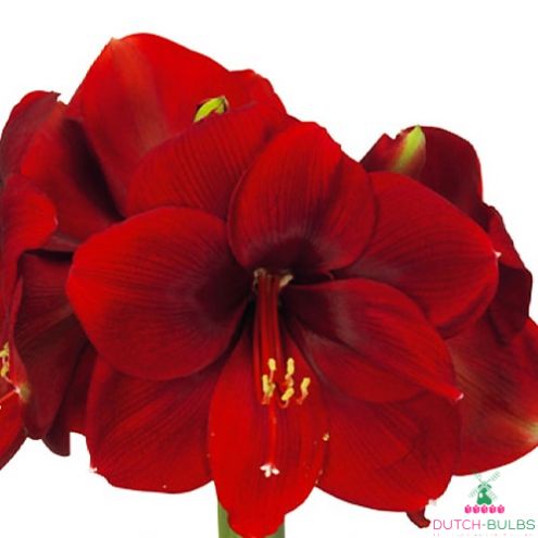 Amaryllis (Hippeastrum) Magnum Blooms Species Growing Bonsai Bulbs Roots Rhizomes Corms Tubers Potted Planting Reblooming Fragrant Garden Flower Seeds Plant  Size 12-16cm