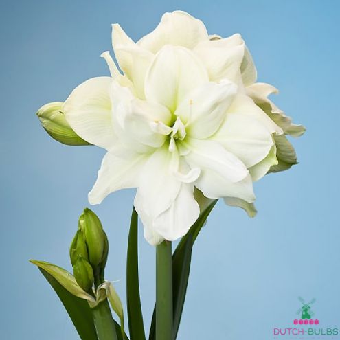 Amaryllis (Hippeastrum) Marilyn Blooms Species Growing Bonsai Bulbs Roots Rhizomes Corms Tubers Potted Planting Reblooming Fragrant Garden Flower Seeds Plant  Size 12-16cm