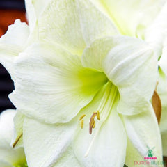 Amaryllis (Hippeastrum) Moscow Blooms Species Growing Bonsai Bulbs Roots Rhizomes Corms Tubers Potted Planting Reblooming Fragrant Garden Flower Seeds Plant  Size 12-16cm