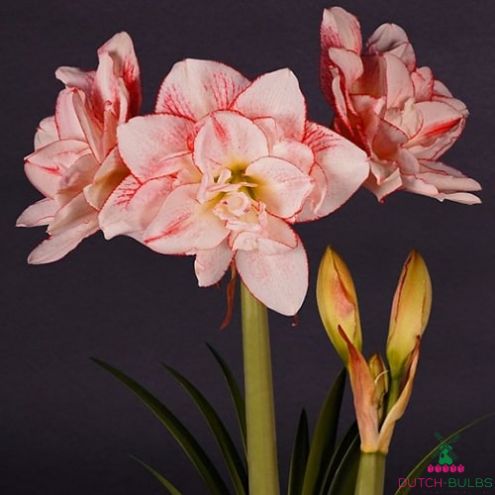 Amaryllis (Hippeastrum) Striped Amadeus Blooms Species Growing Bonsai Bulbs Roots Rhizomes Corms Tubers Potted Planting Reblooming Fragrant Garden Flower Seeds Plant  Size 12-16cm