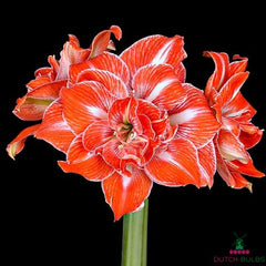 Amaryllis (Hippeastrum) Sunshine Nymph Blooms Species Growing Bonsai Bulbs Roots Rhizomes Corms Tubers Potted Planting Reblooming Fragrant Garden Flower Seeds Plant  Size 12-16cm