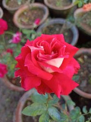 Hybrid Dutch Rose Seedlings Flower Seeds Perennial Growing Bonsai Corms Tubers Potted Planting Reblooming Fragrant Garden Roots Rhizomes Species Blooms Plant Bulbs Gardening Tree