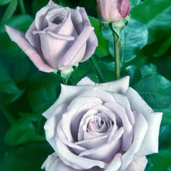 blue moon rose seeds Blue Moon Rose Seedlings Flower Seeds Perennial Growing Bonsai Corms Tubers Potted Planting Reblooming Fragrant Garden Roots Rhizomes Species Blooms Plant Bulbs Gardening Tree
