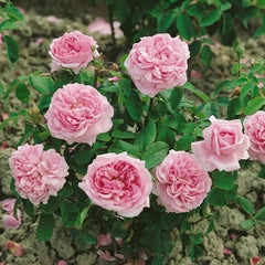 Chambord Rose Seedlings Flower Seeds Perennial Growing Bonsai Corms Tubers Potted Planting Reblooming Fragrant Garden Roots Rhizomes Species Blooms Plant Bulbs Gardening Tree - Seedsplant