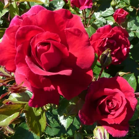 Lovestruck Rose Seedlings Flower Seeds Perennial Growing Bonsai Corms Tubers Potted Planting Reblooming Fragrant Garden Roots Rhizomes Species Blooms Plant Bulbs Gardening Tree