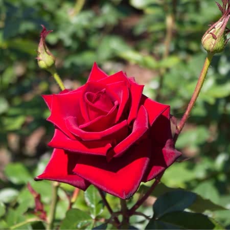 Royal William Rose Seedlings Flower Seeds Perennial Growing Bonsai Corms Tubers Potted Planting Reblooming Fragrant Garden Roots Rhizomes Species Blooms Plant Bulbs Gardening Tree