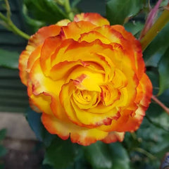 Tequila Sunrise Rose Seedlings Flower Seeds Perennial Growing Bonsai Corms Tubers Potted Planting Reblooming Fragrant Garden Roots Rhizomes Species Blooms Plant Bulbs Gardening Tree