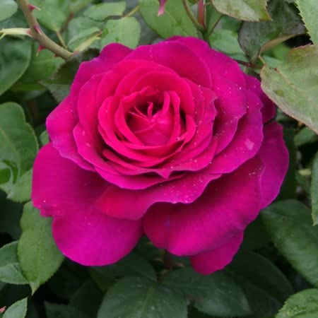 Pure Poetry Rose Seedlings Flower Seeds Perennial Growing Bonsai Corms Tubers Potted Planting Reblooming Fragrant Garden Roots Rhizomes Species Blooms Plant Bulbs Gardening Tree
