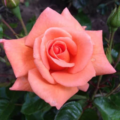 Heaven Rose Seedlings Flower Seeds Perennial Growing Bonsai Corms Tubers Potted Planting Reblooming Fragrant Garden Roots Rhizomes Species Blooms Plant Bulbs Gardening Tree