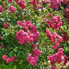 Express Rose Seedlings Flower Seeds Perennial Growing Bonsai Corms Tubers Potted Planting Reblooming Fragrant Garden Roots Rhizomes Species Blooms Plant Bulbs Gardening Tree