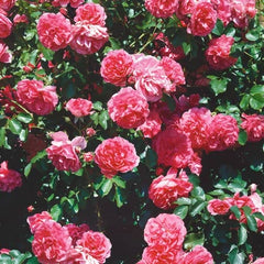 Express Rose Seedlings Flower Seeds Perennial Growing Bonsai Corms Tubers Potted Planting Reblooming Fragrant Garden Roots Rhizomes Species Blooms Plant Bulbs Gardening Tree