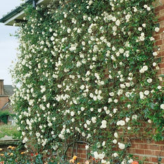 rose creeper seeds Iceberg Climbing Rose Seedlings Flower Seeds Perennial Growing Bonsai Corms Tubers Potted Planting Reblooming Fragrant Garden Roots Rhizomes Species Blooms Plant Bulbs Gardening Tree