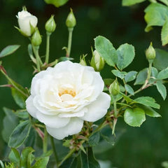 Iceberg Climbing Rose Seedlings Flower Seeds Perennial Growing Bonsai Corms Tubers Potted Planting Reblooming Fragrant Garden Roots Rhizomes Species Blooms Plant Bulbs Gardening Tree