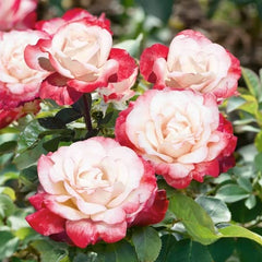 Nostalgia Rose Seedlings Flower Seeds Perennial Growing Bonsai Corms Tubers Potted Planting Reblooming Fragrant Garden Roots Rhizomes Species Blooms Plant Bulbs Gardening Tree