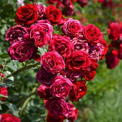 Royale Rose Seedlings Flower Seeds Perennial Growing Bonsai Corms Tubers Potted Planting Reblooming Fragrant Garden Roots Rhizomes Species Blooms Plant Bulbs Gardening Tree - Seedsplant