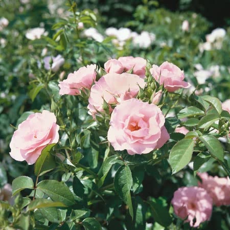 Many Happy Rose Seedlings Flower Seeds Perennial Growing Bonsai Corms Tubers Potted Planting Reblooming Fragrant Garden Roots Rhizomes Species Blooms Plant Bulbs Gardening Tree