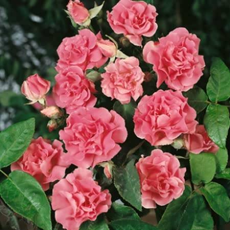 Drouhin Rose Seedlings Flower Seeds Perennial Growing Bonsai Corms Tubers Potted Planting Reblooming Fragrant Garden Roots Rhizomes Species Blooms Plant Bulbs Gardening Tree