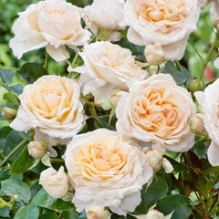 Birthday Rose Seedlings Flower Seeds Perennial Growing Bonsai Corms Tubers Potted Planting Reblooming Fragrant Garden Roots Rhizomes Species Blooms Plant Bulbs Gardening Tree - Seedsplant