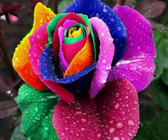 Cheap Rainbow Rose Seedlings Flower Seeds Perennial Growing Bonsai Corms Tubers Potted Planting Reblooming Fragrant Garden Roots Rhizomes Species Blooms Plant Bulbs Gardening Tree - Seedsplant