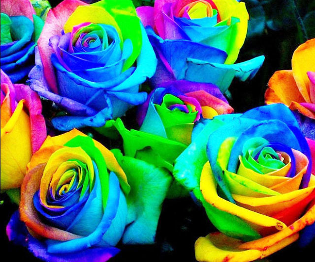 Rainbow Rose Plant Seedlings Flower Seeds Perennial Growing Bonsai Corms Tubers Potted Planting Reblooming Fragrant Garden Roots Rhizomes Species Blooms Bulbs Gardening Tree - Seedsplant
