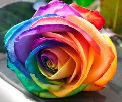 Rainbow Rose Seedlings Flower Seeds Perennial Growing Bonsai Corms Tubers Potted Planting Reblooming Fragrant Garden Roots Rhizomes Species Blooms Plant Bulbs Gardening Tree - Seedsplant