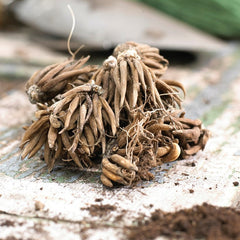 Malva Ranunculus  Corms Bulbs Growing Bonsai Roots Rhizomes Tubers Potted Planting Reblooming Fragrant Garden Species Blooms Flower Seeds Plant Gardening