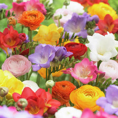 Cherry Pie Mix Ranunculus Corms Bulbs Growing Bonsai Roots Rhizomes Tubers Potted Planting Reblooming Fragrant Garden Species Blooms Flower Seeds Plant Gardening