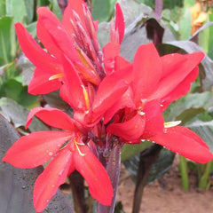 Red Futurity Canna Bulbs Perennial Growing Bonsai Roots Rhizomes Corms Tubers Potted Planting Reblooming Fragrant Garden Species Blooms Flower Seeds Plant Gardening - Seedsplant