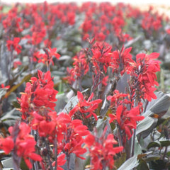 Red Futurity Canna Bulbs Perennial Growing Bonsai Roots Rhizomes Corms Tubers Potted Planting Reblooming Fragrant Garden Species Blooms Flower Seeds Plant Gardening - Seedsplant