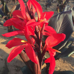 Red Futurity Canna Bulbs Perennial Growing Bonsai Roots Rhizomes Corms Tubers Potted Planting Reblooming Fragrant Garden Species Blooms Flower Seeds Plant Gardening - Seedsplant