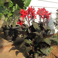 Red Futurity Canna Bulbs Perennial Growing Bonsai Roots Rhizomes Corms Tubers Potted Planting Reblooming Fragrant Garden Species Blooms Flower Seeds Plant Gardening - Seedsplant