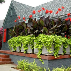 Red King Humbert Canna Bulbs Perennial Growing Bonsai Roots Rhizomes Corms Tubers Potted Planting Reblooming Fragrant Garden Species Blooms Flower Seeds Plant Gardening - Seedsplant