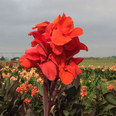 Red King Humbert Canna Bulbs Perennial Growing Bonsai Roots Rhizomes Corms Tubers Potted Planting Reblooming Fragrant Garden Species Blooms Flower Seeds Plant Gardening - Seedsplant