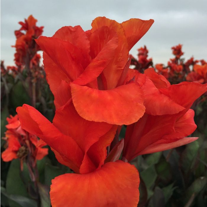 Red King Humbert Canna Bulbs Perennial Growing Bonsai Roots Rhizomes Corms Tubers Potted Planting Reblooming Fragrant Garden Species Blooms Flower Seeds Plant Gardening - Seedsplant