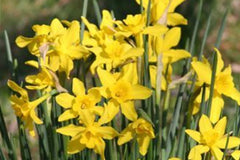 Heirloom Campernelle Daffodil Narcissus Bulbs Blooms Species Growing Bonsai Roots Rhizomes Corms Tubers Potted Planting Reblooming Fragrant Garden Flower Seeds Plant